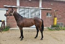 ������� (HEUIMANG BYEORI) ����