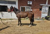 ������ (HUIMANG SARANG) ����