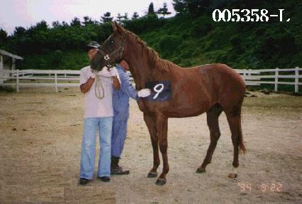 �뵹ǳ ����