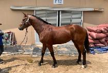 ���庼��� (WORLD BOLD MAN) ����