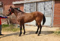 �������Ĺ (WORLD DANCER CAT) ����