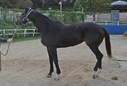 ����Ư�� ����