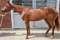 ����Ľ��� (WORLD SIX QUEEN) ����