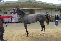 �ƿ����ĵ��� (OUSTANDING GIRL) ����