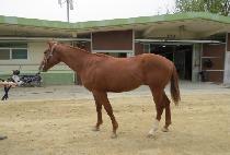 �۷ι��帲�� (GLOBAL DREAMS) ����