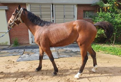 �����̷� ����