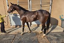 ���ѽô� (GIROL SIDAE) ����