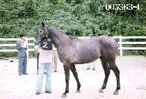 �Ͼ῵�� (HA YAN YEONG WOONG) ����