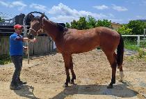 ���Ǵ�Ʈ���� (INFINITE WINNER) ����