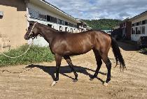 ���ø�Ʈĸƾ (AFLEET CAPTAIN) ����