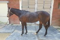 ���������� (CHAMPAGNE WINNER) ����