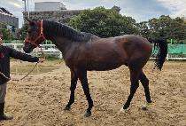 ����Ʈ�� (SWEET MAN) ����