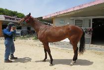 �������� (BINNALEEDS) ����