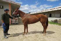 ���ñ׷��̽� (PURPLEGRACE) ����