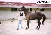 �ܵ����� (DAN DOK MU DAE) ����