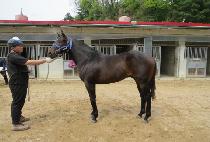 ����ͽ�Ʈ�� (RAON EXTREME) ����