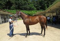 ��´��÷縶 (RAON THE PLUMA) ����