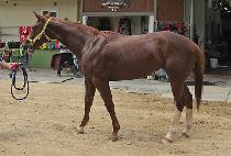 �Ŀ������� (POWER SUNSHINE) ����