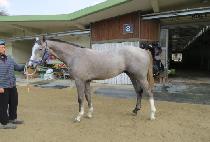 �÷��� (FLUTTER) ����