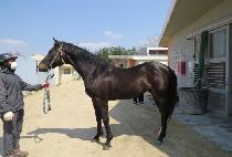 û�깫�� (CHEONGSAN MUSA) ����