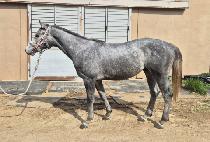 �������ǾƳ� (JEONGMUN FAPPIANO) ����