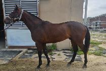 ������ǵ� (HUIMANG SPEED) ����