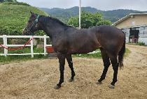 ���ƽý���Ÿ (OASIS STAR) ����