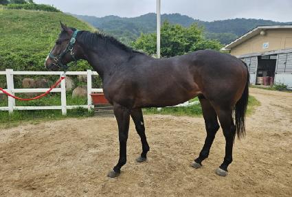 ���ƽý���Ÿ ����