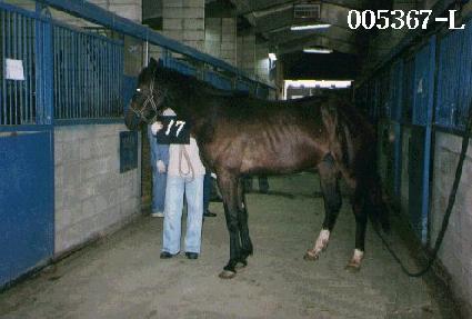 ������ ����