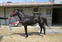 �������� (QUEEN WARRIOR) ����