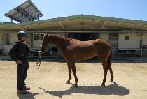 ���ʹ���ũ (STUNNING PEAK) ����