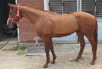 ������Ʈ�� (DESPITE WIN) ����