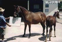 ���̳�¼��� (KAMINO SETSUZAN) ����