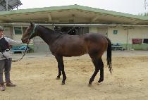 ���ʹ׽�Ŷ (STUNNING SKET) ����