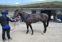 ����ũ��� (GEOLJAK CROWN) ����