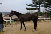 ����Ÿ�� (SU BU TAI) ����