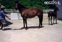 KAMINO PANSY picture