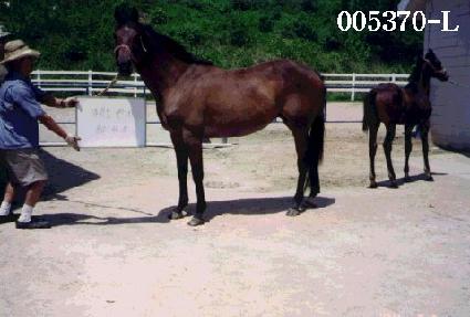 ���̳����� ����