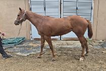 �׸����ǾƳ� (GREEN FAPPIANO) ����