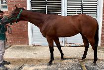 �긮�������� (BREEDO PRINCE) ����