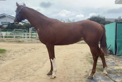 ������ ����