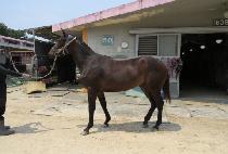 �������� (BLACK MAMA) ����