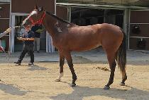 ���ǻ극�� (GWANAKSAN LEO) ����