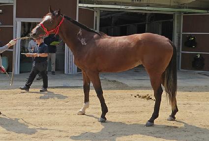 ���ǻ극�� ����