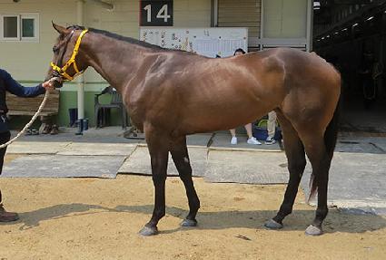 �����¾� ����