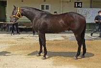 ���Ͻ����� (VELOX BOY) ����