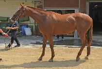 �꺻������ (SANBON TSUNAMI) ����