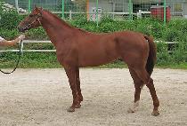 ���̾�Ʈ�轺 (GIANT SOCKS) ����