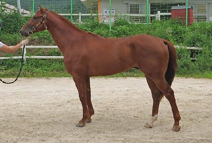 ���̾�Ʈ�轺 ����