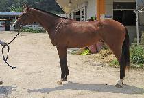 �Ƹ޸�ī��� (AMERICA GOLD) ����